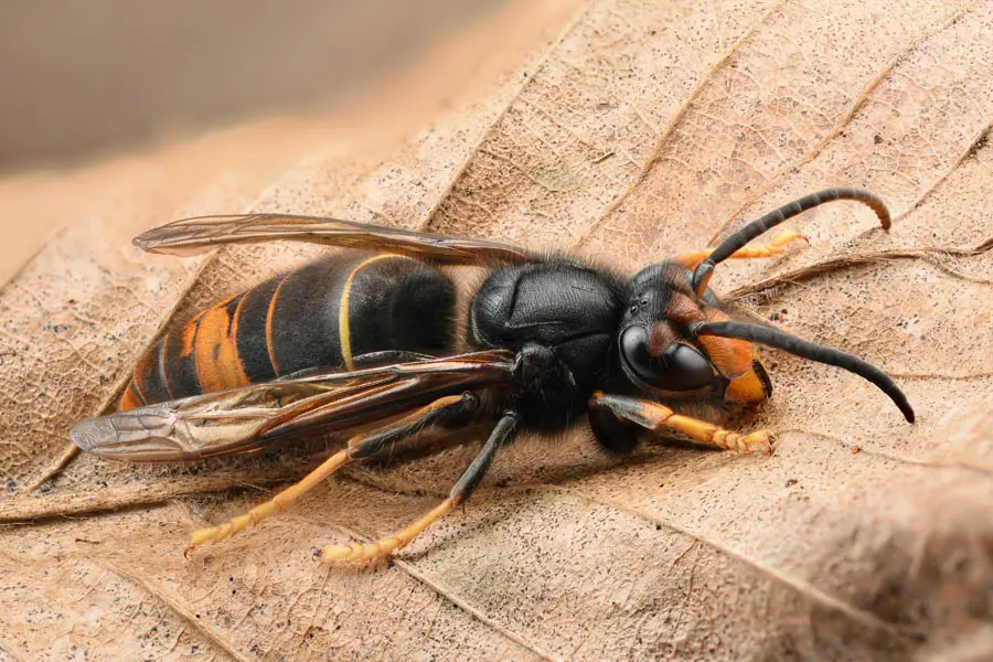 Aziatische hoornaar Vespa velutina