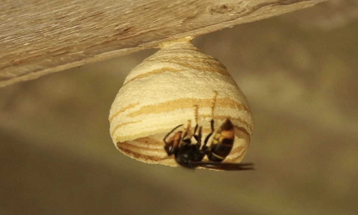 Embryonaal nest Aziatische hoornaar