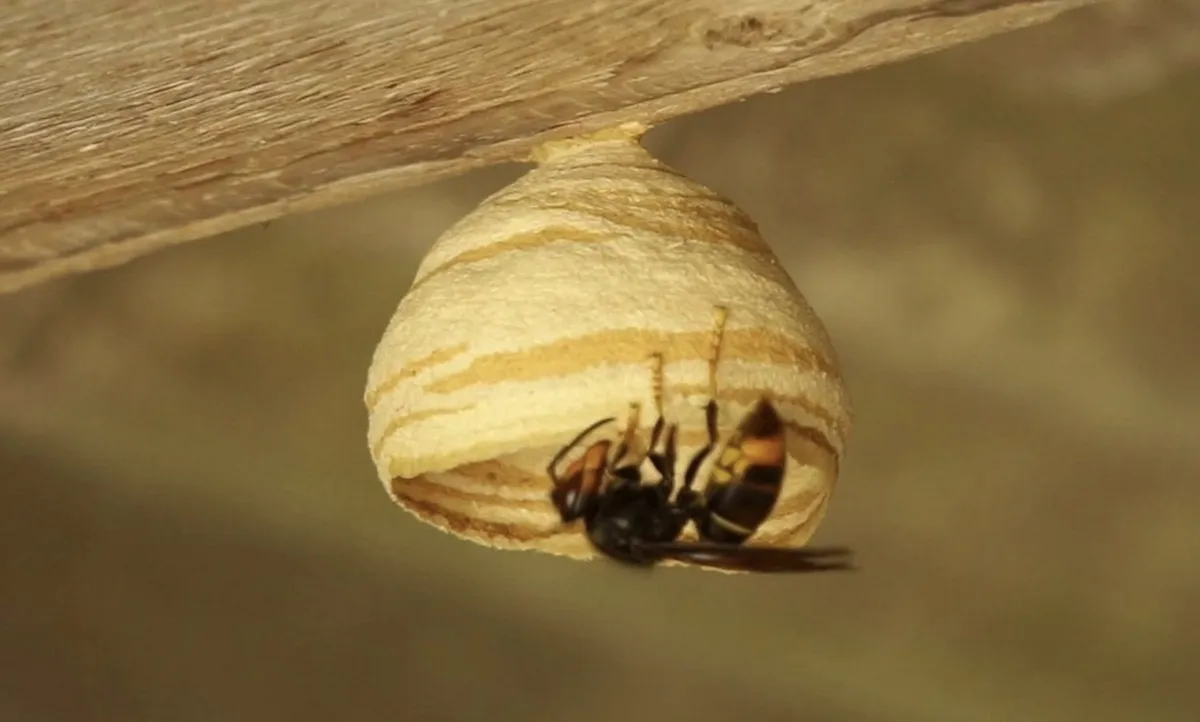 Embryonaal nest Aziatische hoornaar