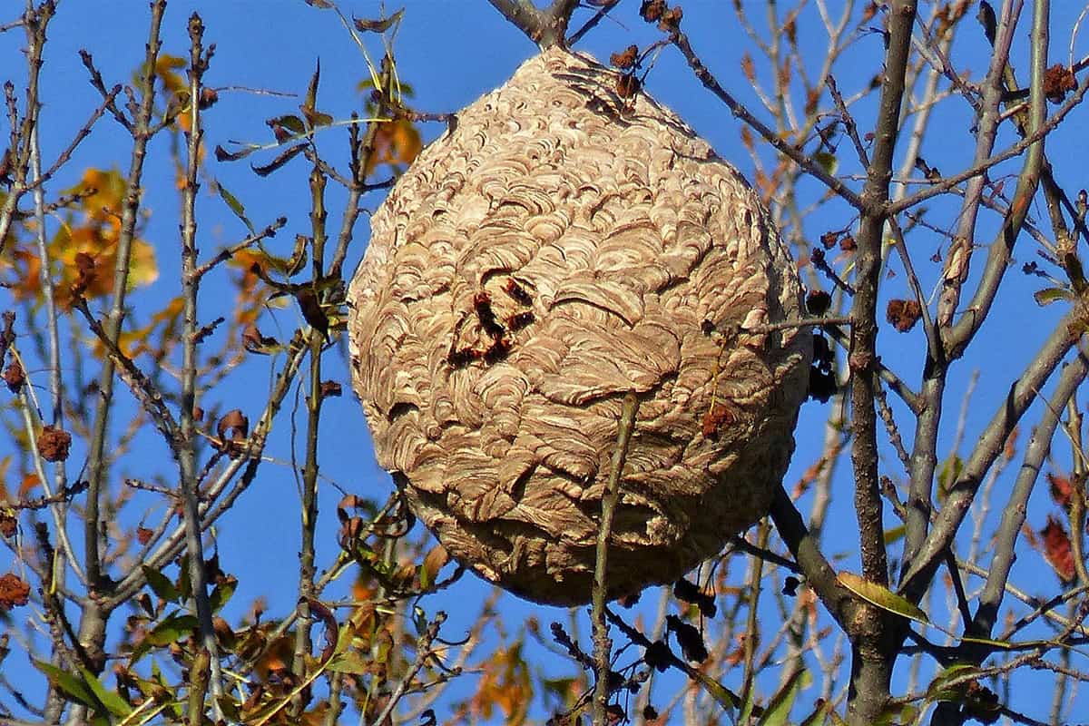Secundair nest Aziatische hoornaar